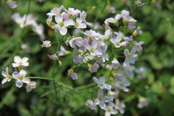 Fleurs sauvages mauves
