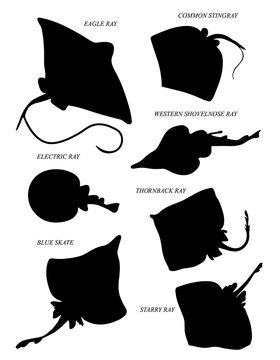 Skates or rays. Black silhouette vector illustratuin collection.