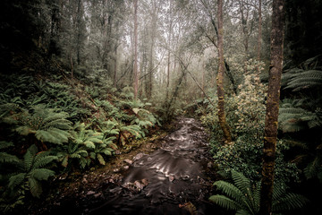 Bush hike past waterfalls and through the jungles of Tasmania, Australia's largest island with a fascinating natural environment. Perfect for those who love the landscapes and wildlife, as well as the