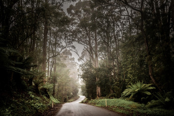 Hiking in Tasmania, Australia on a wooden boardwalk along ancient jungles and dense nature, stunning scenery for an Australian vacation Cradle Mountain and Tarkine Forest