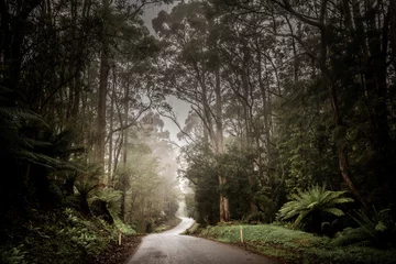 Papier Peint photo Mont Cradle Randonnée en Tasmanie, en Australie, sur une promenade en bois le long d& 39 anciennes jungles et d& 39 une nature dense, des paysages époustouflants pour des vacances en Australie Cradle Mountain et la forêt de Tarkine