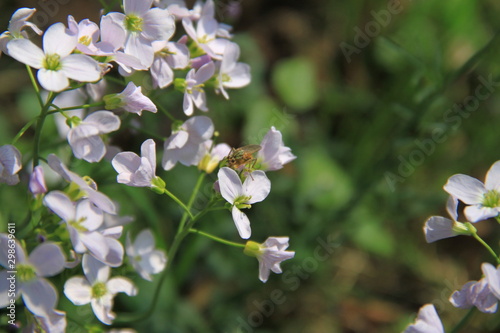 Fleurs Sauvages Mauves Stock Photo And Royalty Free Images