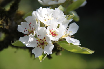 Fototapeta premium Fleur de verger
