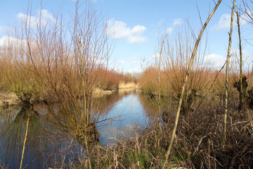 Trees in the Biesbosch in ther Netherlands.