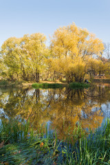 Fototapeta na wymiar Beautiful autumn trees in yellow colors are reflected in the water of the pond in the Park.
