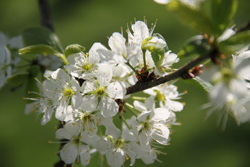 Fleur de verger