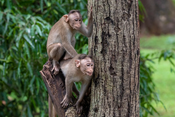 Two monkeys playing on the tree branch in the forest showing emotions to other monkey Sanjay Gandhi National Park  Mumbai  Maharashtra India.