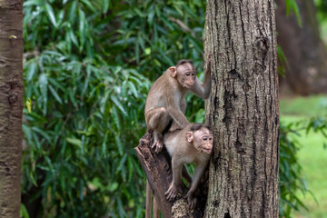 Two monkeys playing on the tree branch in the forest showing emotions to other monkey Sanjay Gandhi National Park  Mumbai  Maharashtra India.