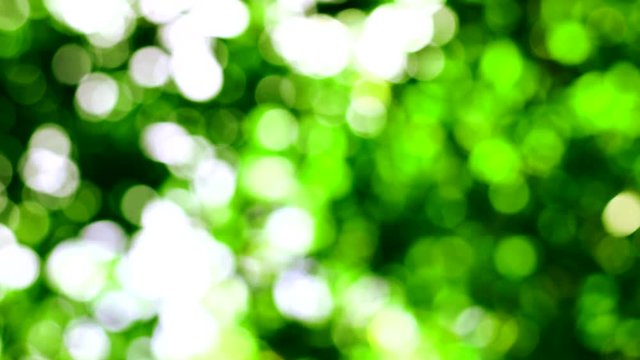 BeautifuBeautiful nature green bokeh sunshine abstract blurred bacl nature green bokeh sunshine abstract blurred background, foliage plant leaves shadow swaying in the wind with sunbeam and sun flare 