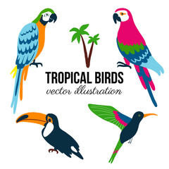 Tropical birds set cartoon character design toucan, parrot ara, hummingbird, Cute flat vector illustration isolated on white, South America fauna, Brazilian icon, Wild animal for zoo alphabet, invite
