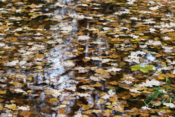 Autumn fallen leaves float on the surface of the puddle.