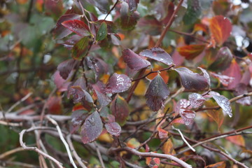 Drops of water fell on autumn leaves during morning fog