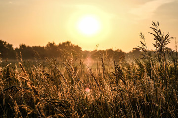 Fototapeta premium Dawn in a wheat field. Beautiful landscape on sunrise