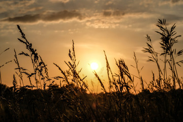 Dawn in a wheat field. Beautiful landscape on sunrise