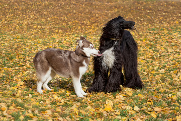 Cute afghan hound and siberian husky puppy are playing in the autumn park. Pet animals.
