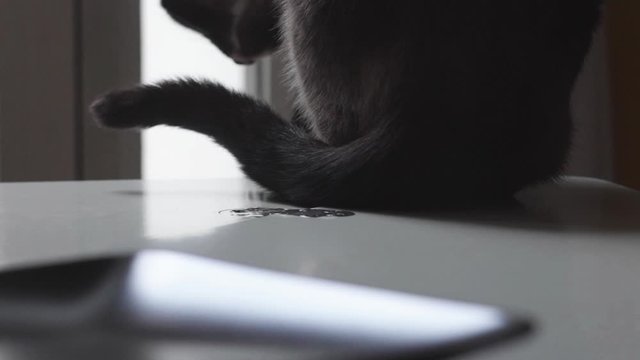 close up di gatto siamese seduto di schiena sul tavolo che si lecca i baffi