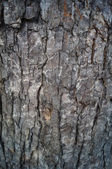 natural brown background texture of tree bark