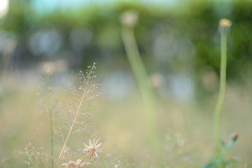 Nature view of green leaf in garden , Natural green plants a background or wallpaper.
