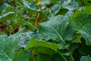 Morning dew on cabbage