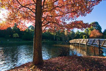 Emerald Lake Park, Lakeside view with red maple tree and bridgeThe Puffing Billy Railway, Melbourne, Victoria, Australia