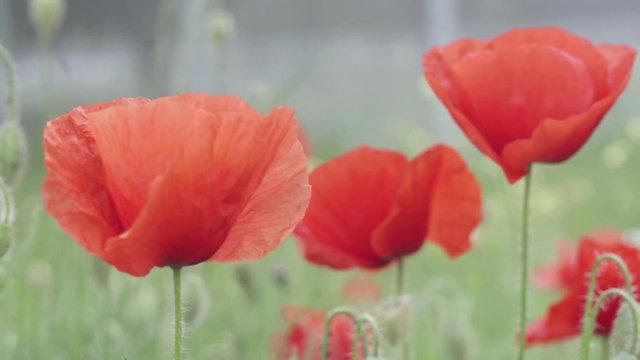 campo di papaveri mossi dal vento