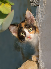 Curious kitten, tricolor calico patched tabby, peering from behind a wall with wonderful colored eyes, Cyprus