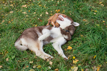 Siberian husky puppy and american staffordshire terrier puppy are playing in the autumn park. Pet...
