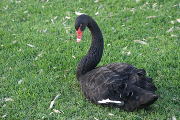 A Black Swan on a grasses