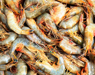 Many fresh prawns