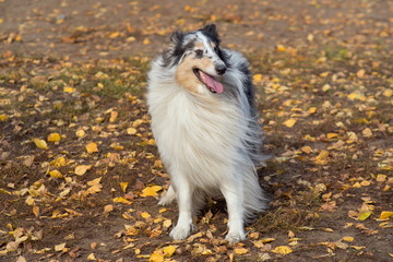 Cute shetland collie is standing on yellow leaves in the autumn park. Pet animals.