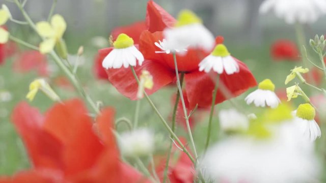 carrello su campo di fiori mossi dal vento