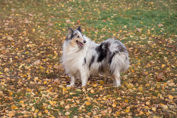 Fototapeta premium Blue merle shetland collie is standing on yellow leaves in the autumn park. Pet animals.