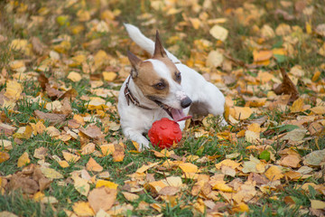 Cute jack russell terrier puppy is playing with his toy in the autumn park. Pet animals.