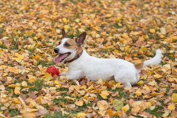 Cute jack russell terrier puppy with his toy in the autumn park. Pet animals.