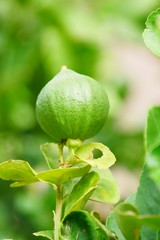 Green limes on a tree