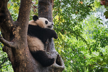 Panda Sleeping on a Tree