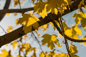 Yellow Maple Tree Leaves Composition. close up 