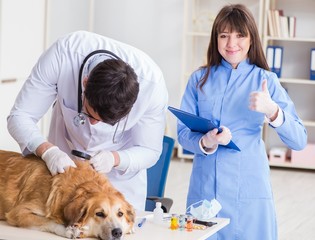 Doctor and assistant checking up golden retriever dog in vet cli