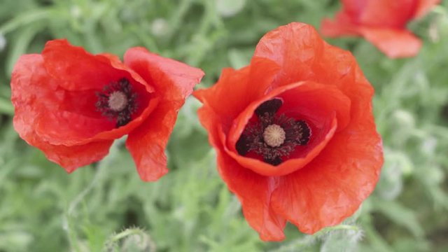 top shot di due papaveri mossi dal vento