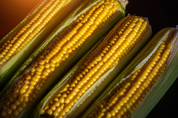 Fresh corn cobs, close up. Appetizing cobs of ripe yellow corn with green leaves in sunlight, top view. Organic food, healthy lifestyle.