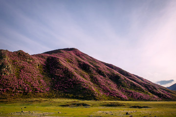Blooming mountain slopes on background of blue sky with light white clouds in the beautiful sunlight. Rhododendron rose bushes cover the mountains on a warm sunny day. Spring flowers on hills.