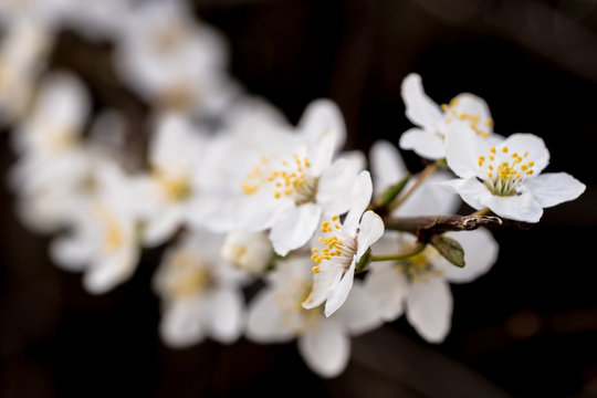 Light Spring Time Backround