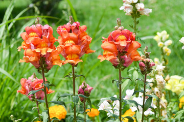 Orange and pink snapdragon flowers in a park