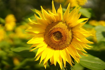 sunflower