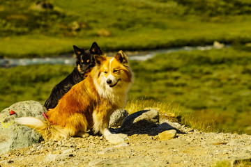 Two dogs on nature