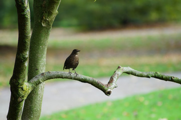 Vogel im MüGa-Park in Mülheim an der Ruhr