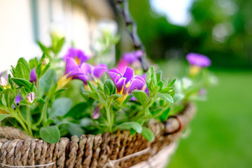 Shallow focus view of a freshly prepared hanging basket, showing the young purple flower detail as seen after a light rain shower. The basket is made of home-made weaves, hanging on a cottage wall.