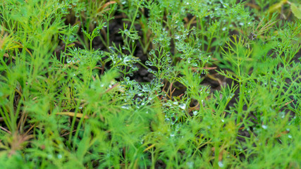 a green dill close up