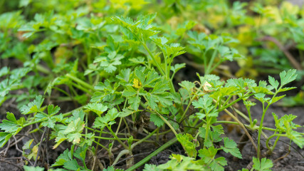 a green parsley close up