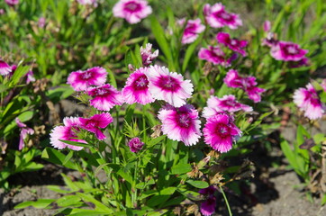 Flowering Dianthus caryophyllus in the summer garden